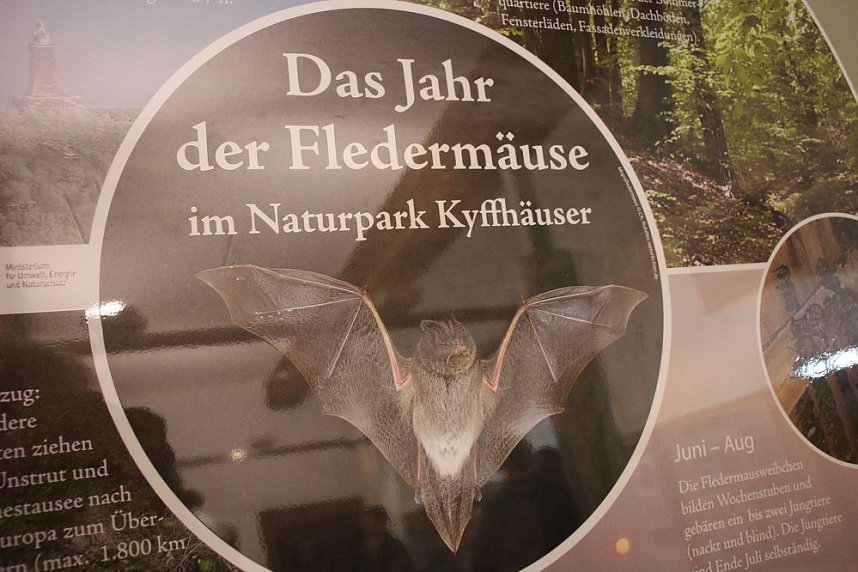 Mittel zum Schutz der Mopsfledermaus