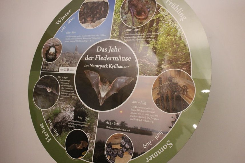 Mittel zum Schutz der Mopsfledermaus