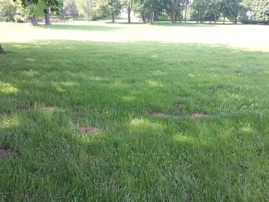 Blumenwiese zum Nachmachen