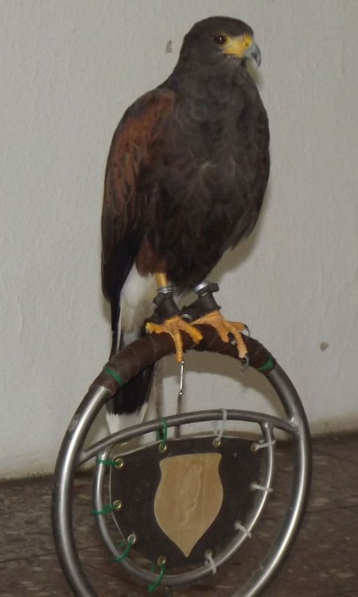 Luca Falke und W&uuml;sten-Bussard Uschi zu Besuch im WB 4