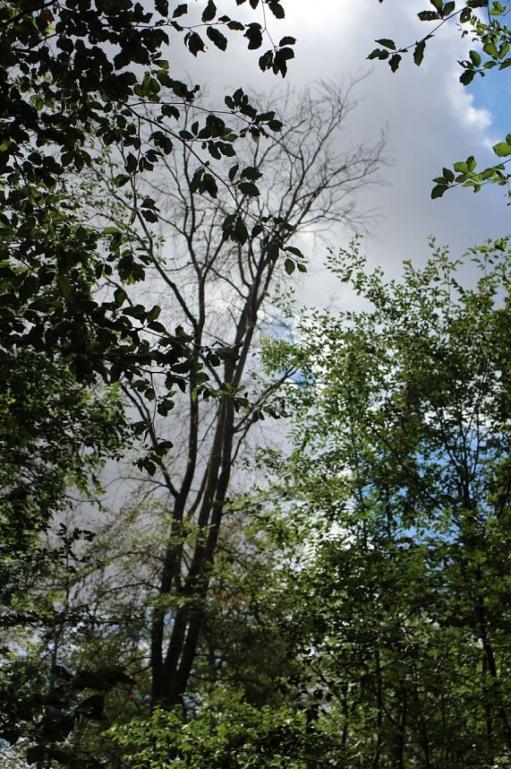 Sterben unsere Buchenw&auml;lder?