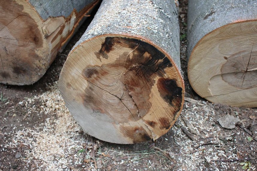 Sterben unsere Buchenw&auml;lder?