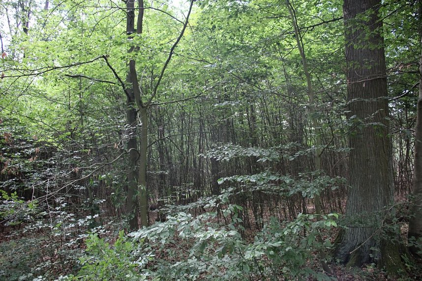 Sterben unsere Buchenw&auml;lder?