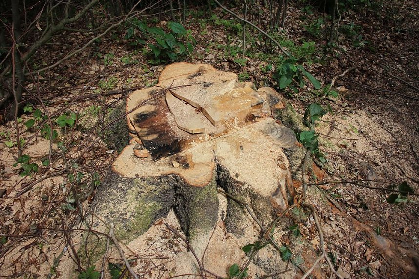 Sterben unsere Buchenw&auml;lder?