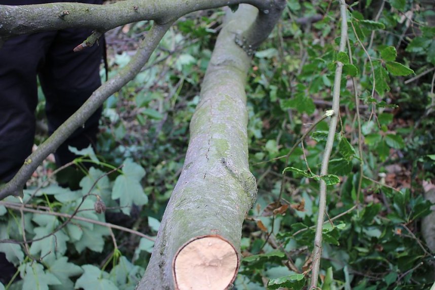 Sterben unsere Buchenw&auml;lder?