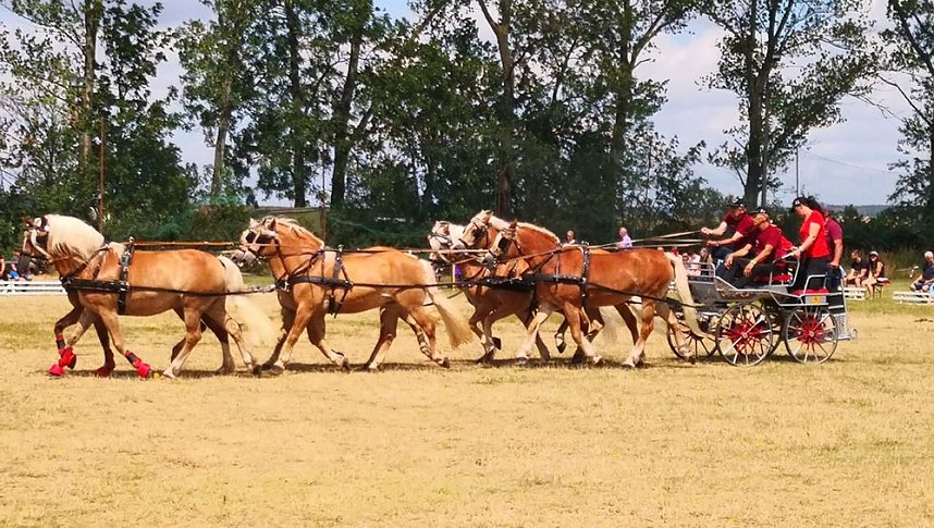 Gro&szlig;es Ponyfest Gro&szlig;enehrich