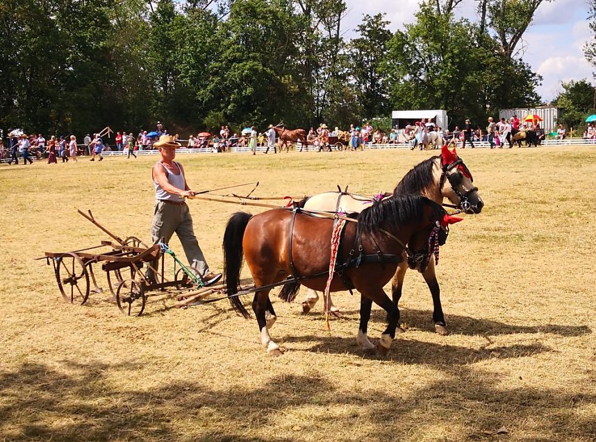 Gro&szlig;es Ponyfest Gro&szlig;enehrich