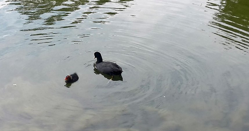 Nachwuchs am Parkteich