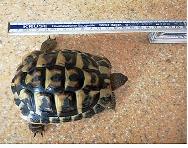 Landschildkr&ouml;te gefunden !