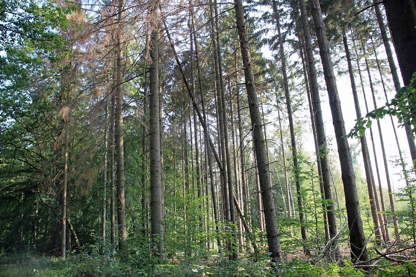 Wie gef&auml;hrlich wird unser Wald?