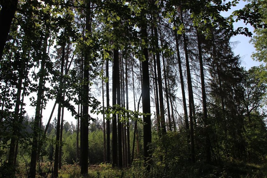 Wie gef&auml;hrlich wird unser Wald?