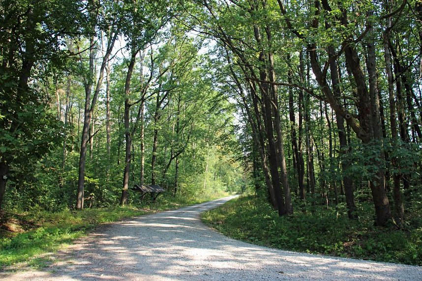 Wie gef&auml;hrlich wird unser Wald?