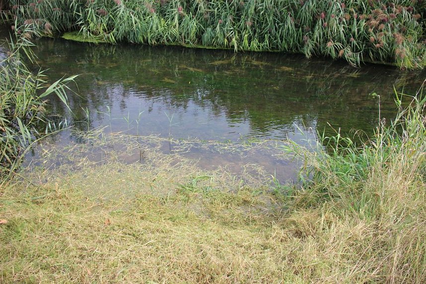 Schnelle und unkomplizierte Hilfe f&uuml;r den Parkteich