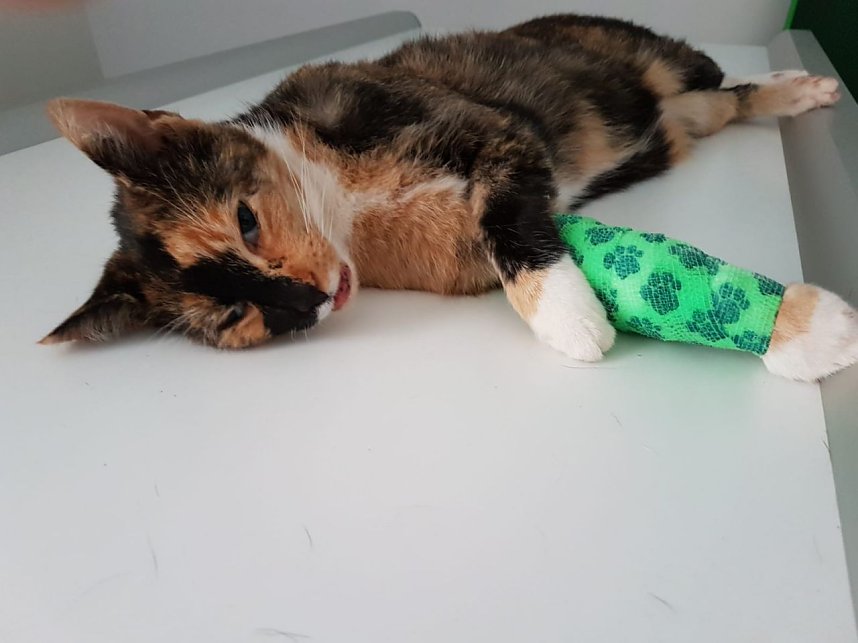 Katze in Schlagfalle gefangen