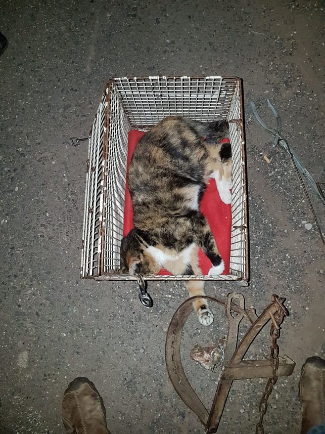 Katze in Schlagfalle gefangen