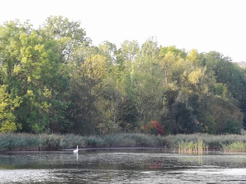 Letztes Abbaden am Bebraer Teich