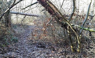 Stellungnahme zum Problem "Knopfmacherh&ouml;lzchen"