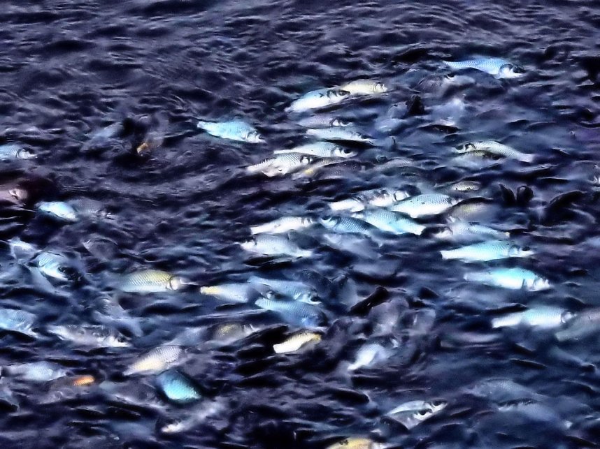 Das Sterben der Fische