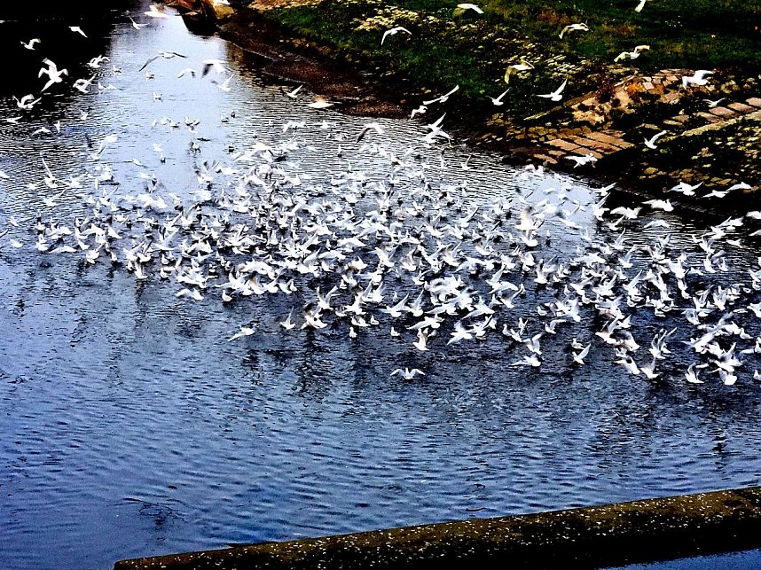Das Sterben der Fische