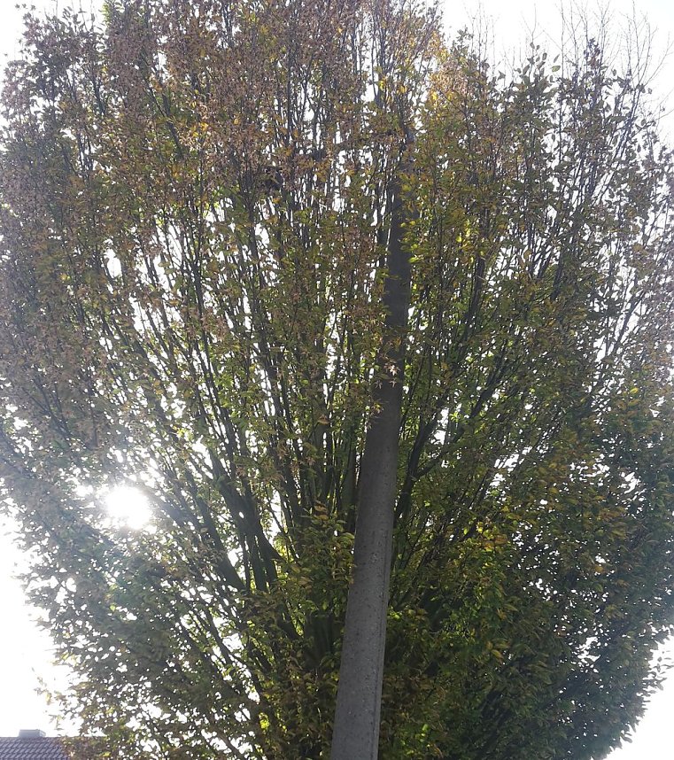 Bebraer Teich, Stra&szlig;enbeleuchtung Hammatalstra&szlig;e und mehr