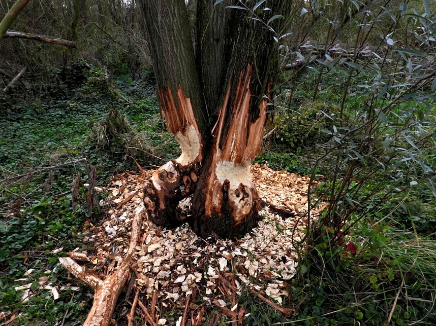 Peter Blei am Muldestausee