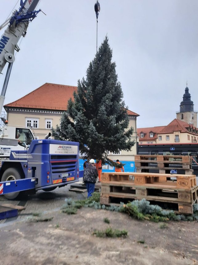 Weihnachtsbaum-SDH