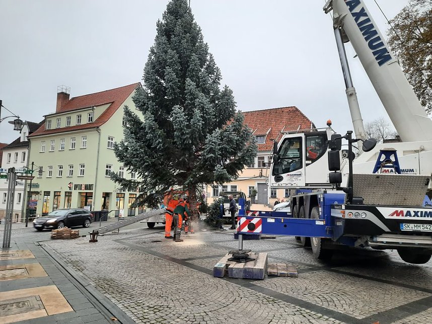 Weihnachtsbaum-SDH