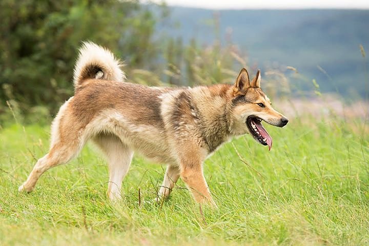Entlaufen sind 2 westsibirische Leikas