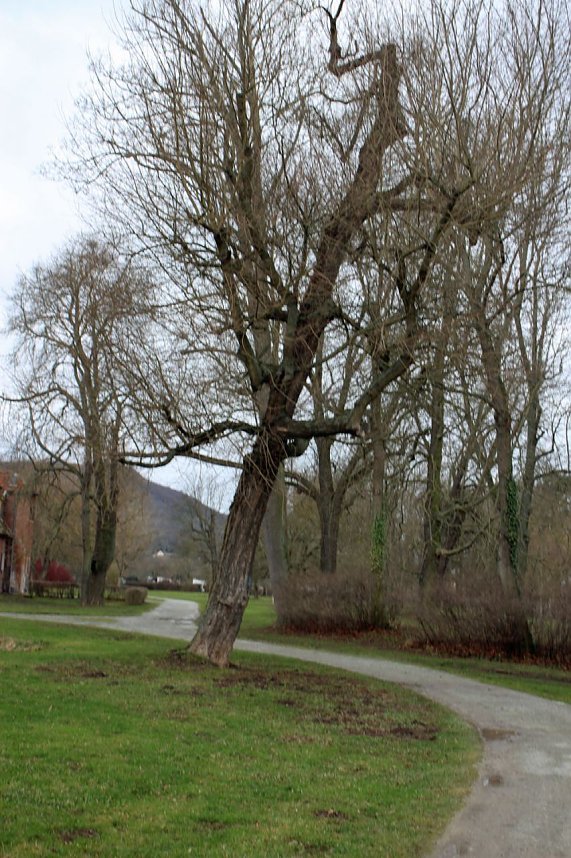 Sanierungskonzept f&uuml;r Schlosspark n&ouml;tig?