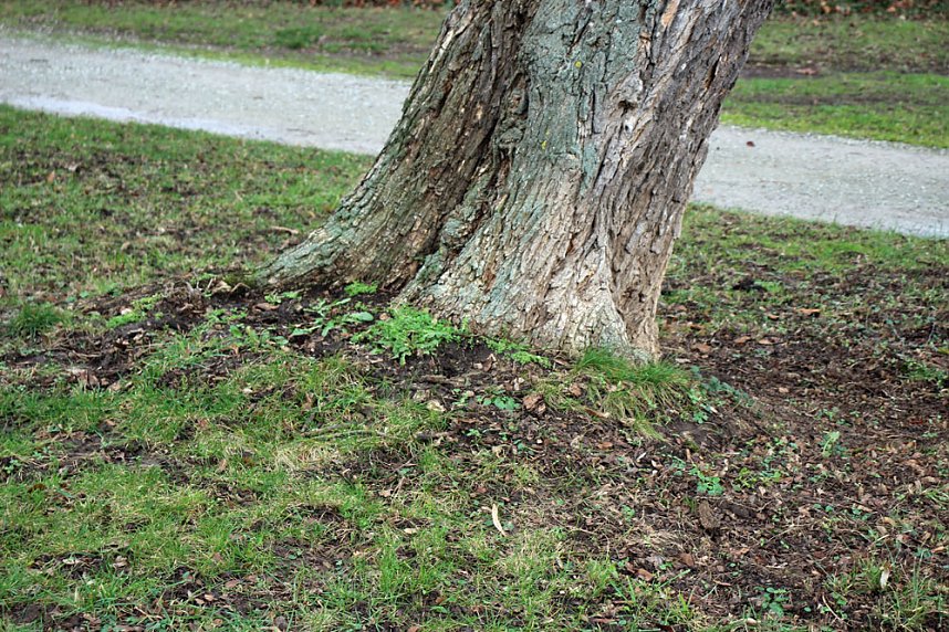 Sanierungskonzept f&uuml;r Schlosspark n&ouml;tig?