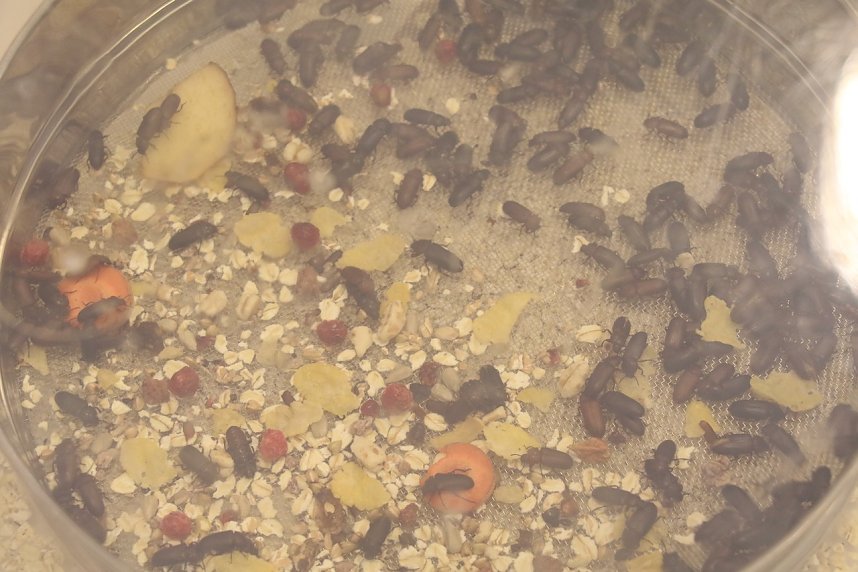 Regionalausscheid "Jugend forscht" in Nordhausen