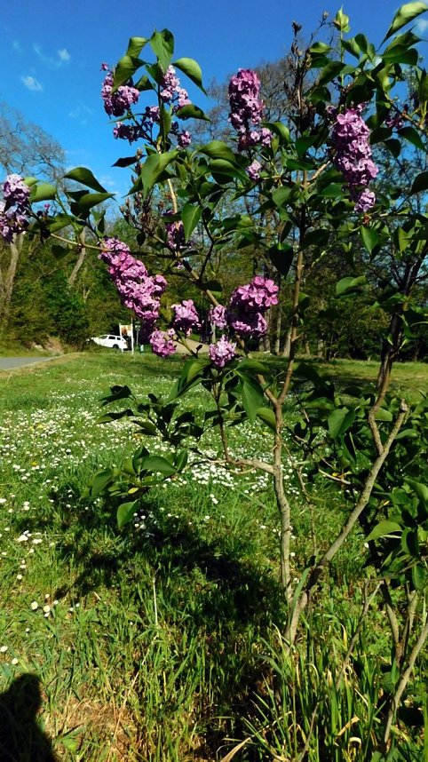 10 + 1 + noch mehr 2018 gepflanzte Fliederb&uuml;sche zeigen ihre Bl&uuml;tenpracht
