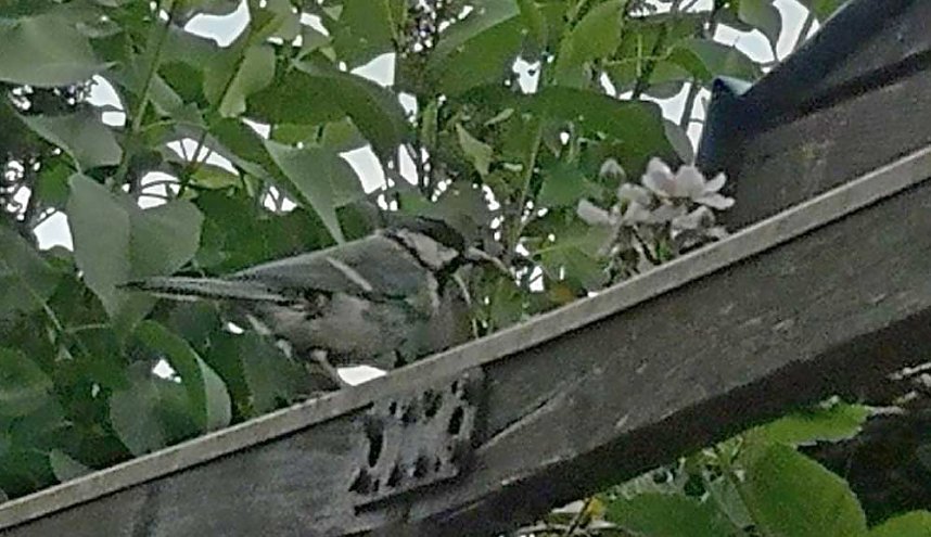 Geschichten &uuml;ber �n Gartenzaun,..