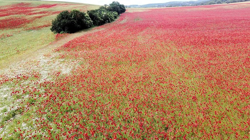 Peter Blei mitten im Mohn