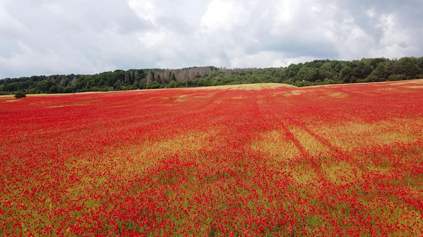 Peter Blei mitten im Mohn