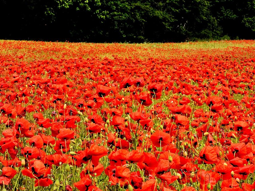 Peter Blei mitten im Mohn