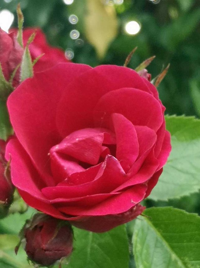 Neue Geschichten &uuml;bern Gartenzaun