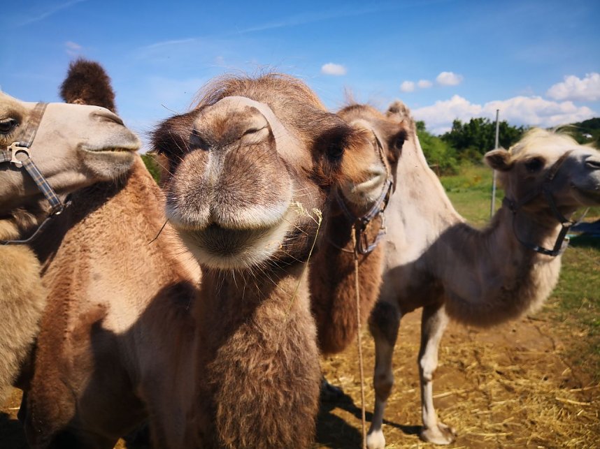 Hilfe f&uuml;r Zirkus