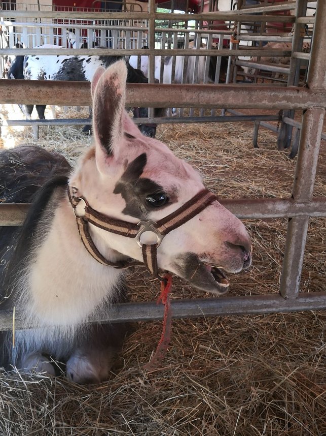Hilfe f&uuml;r Zirkus