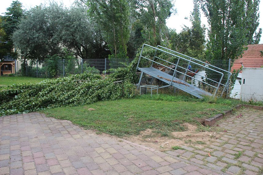 Umgefallene B&auml;ume