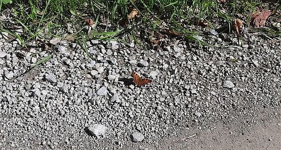 Vertrocknete B&auml;ume, B&auml;nke und mehr