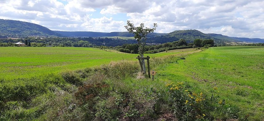 Vertrocknete B&auml;ume, B&auml;nke und mehr