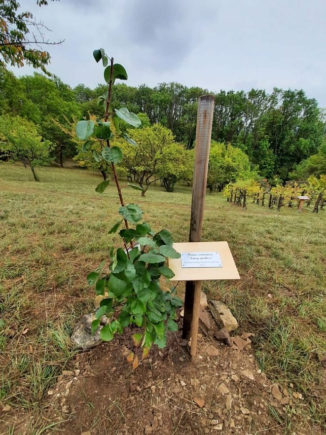 Sollen wir oder sollen wir nicht?
