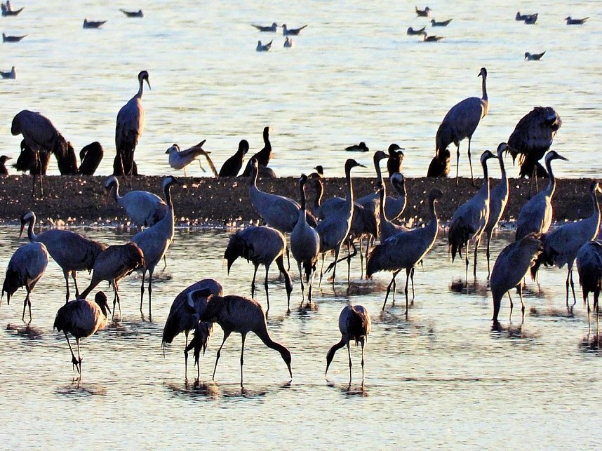 Peter Blei unterwegs am Stausee Kelbra