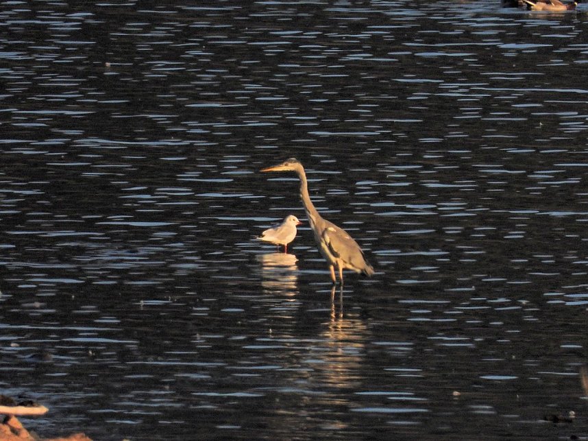 Peter Blei unterwegs am Stausee Kelbra