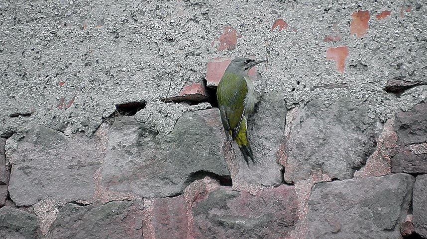 Ein "Echter Mauerspecht"