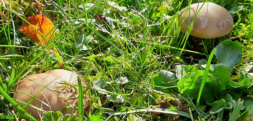 Pilze &uuml;ber Pilze