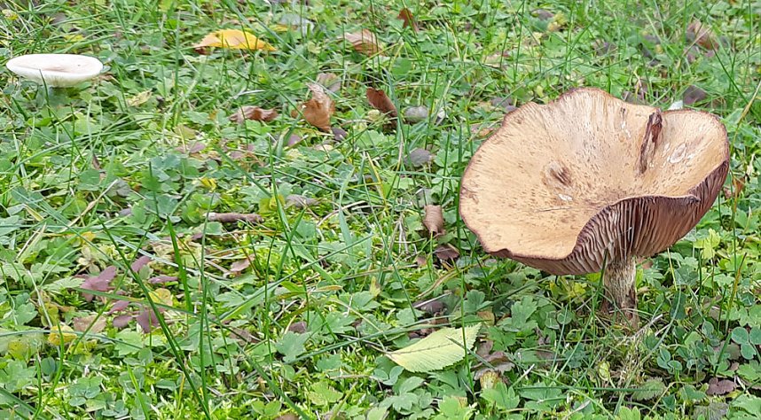 Pilze &uuml;ber Pilze