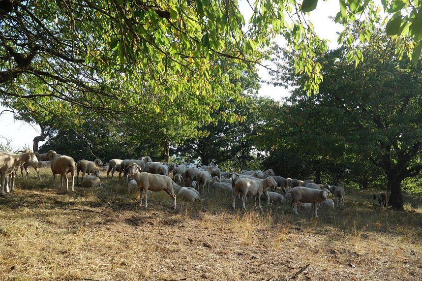 Landschaftspflegesaison im S&uuml;dharz hat begonnen