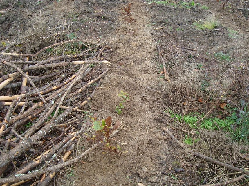 B&auml;ume pflanzen f&uuml;r den Klimaschutz